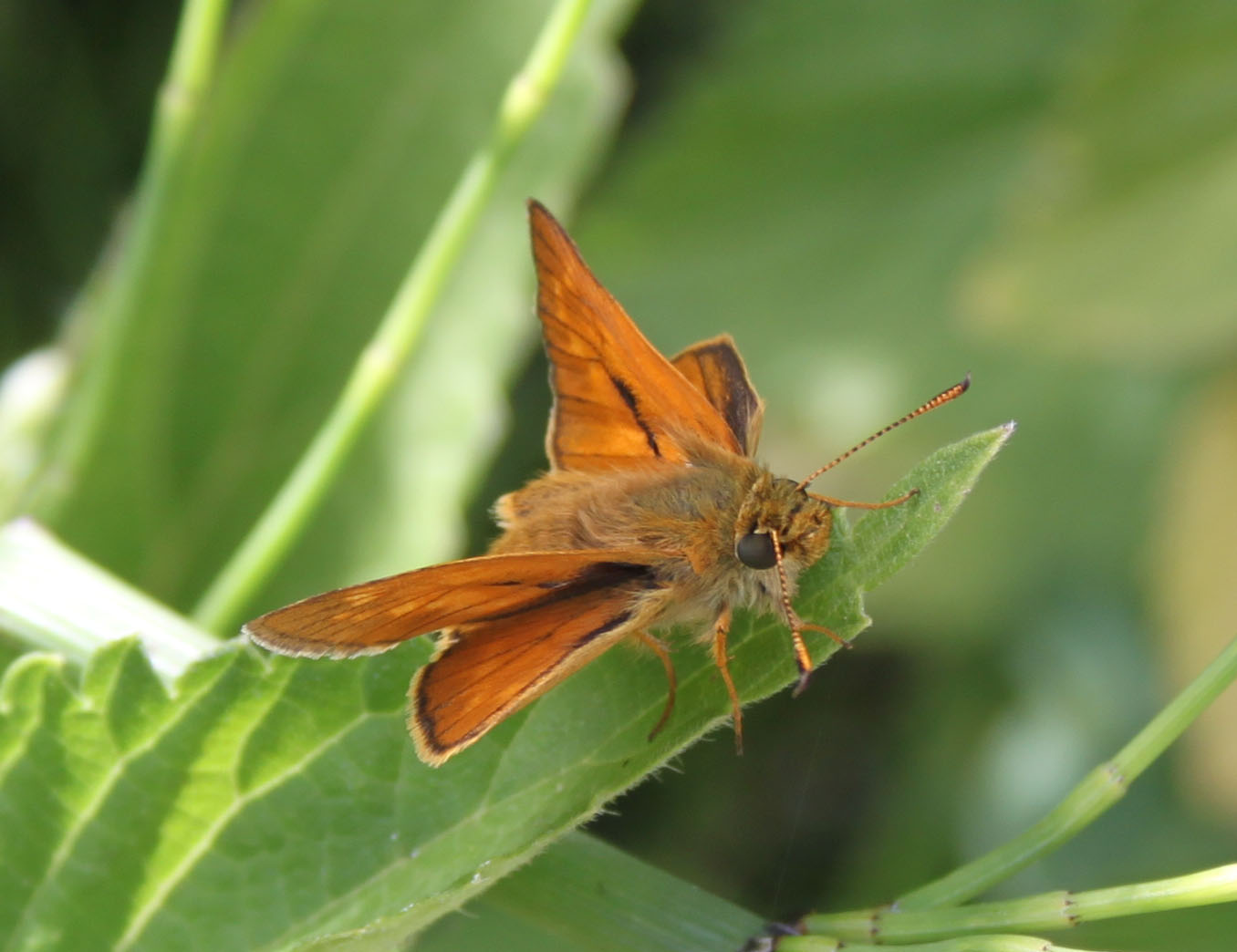 Conferma Ochlodes sylvanus